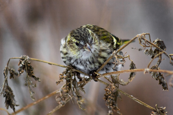 siskin / https://www.youtube.com/watch?v=evOVAT5nu50&list=RDGMEM3vRVvLY6rn_98uxOr5tY5A&index=8
