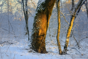 Nebel zerstreut / ***