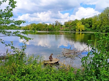 Pond / ***
