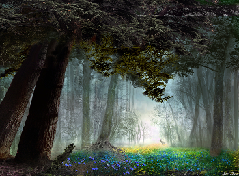 Morning in the forest / ***