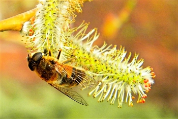 first flight / ***
