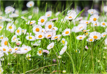 Summer flowers / ***