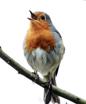 Frühlingslied / ***