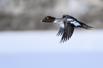 Common goldeneye (female) / ***