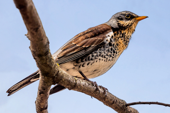 Thrush Wacholderdrossel / ...