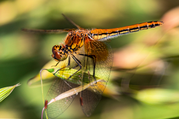 Dragonfly ... / ***