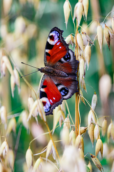 Schmetterling / ***