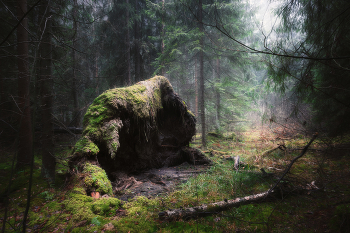 in the autumn forest / ***