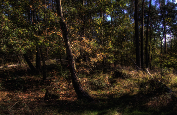 In forest / ***
