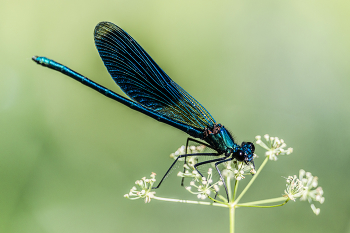 Libelle ... / ***