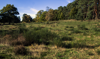 In the forest on the edge / ***