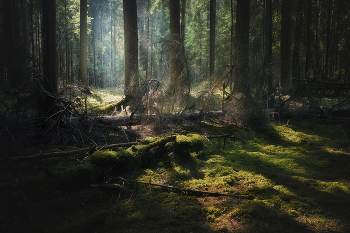 In the April woods / ***