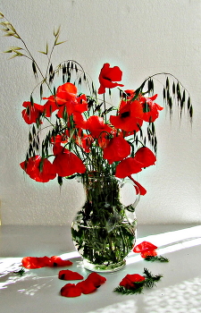 Poppies / ***