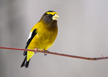 Evening grosbeak (male) / Evening grosbeak (male)