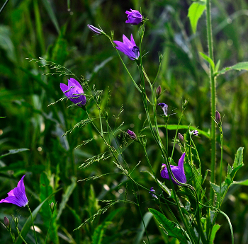 Bells / ***
