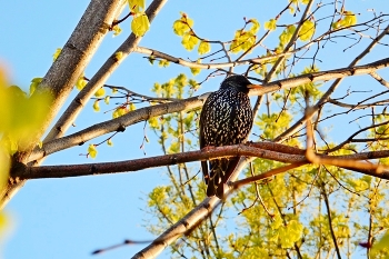 Starlings flew / ***