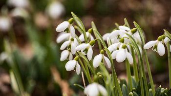 Snowdrops / ***