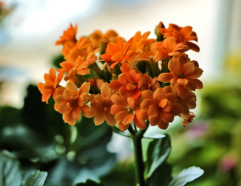 Kalanchoe / ***