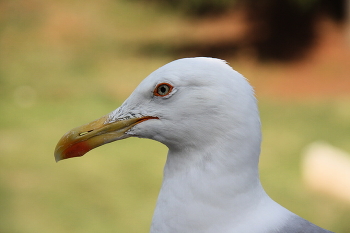 portrait in profile / ***