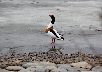 &nbsp; / Tadorna tadorna