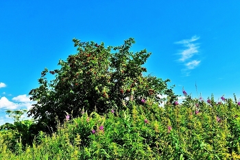 Kalina Krasnaja / _____