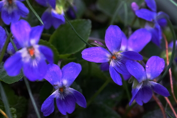 Nach dem Regen / ***