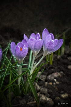 Krokusse / ***