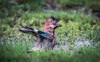bath day / ***