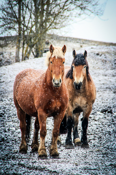 Snow in april / Last snow