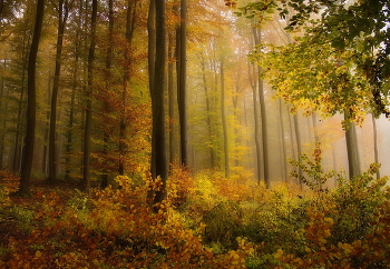 The palette of autumn / ***