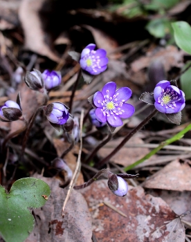 Tenderness of Nature / ***