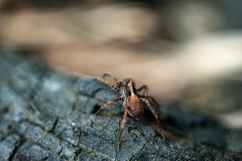 spider / ***