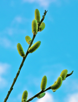 Im Himmel / ***