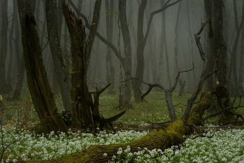 Nebliger Morgen / ***