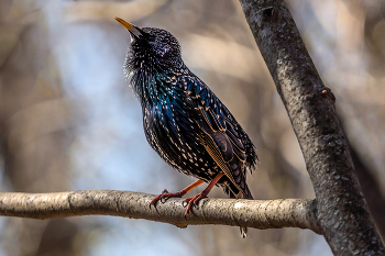 Blue bird / ***