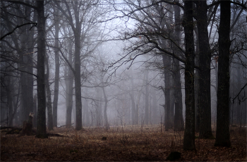 Winterwald / ***