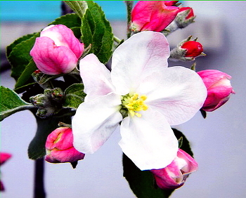 Apple / ***