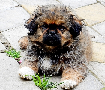 Foundling / ***