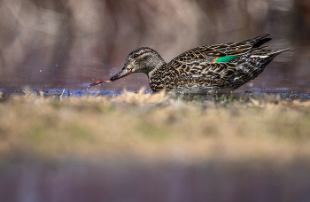 Green-winged teal (f) / Green-winged teal (f)