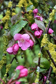 Flowering cherry / ***