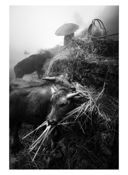  / "Rice&Icon of Vietnam" B&W art photo project