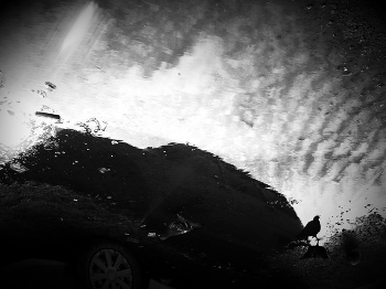 Taube / ***