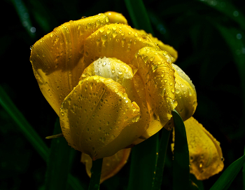 After the rain / ***