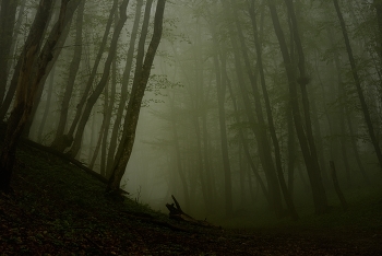 Foggy morning / ***