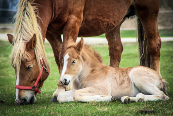 Little girls / Horse