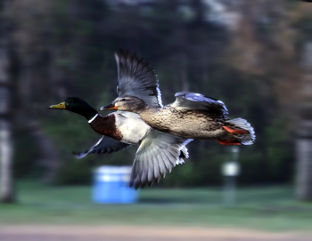 Flug / ***