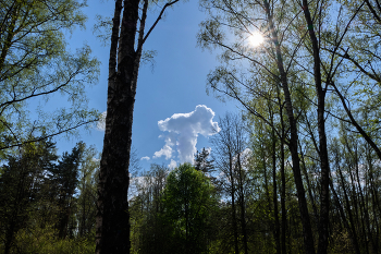 Wolke / ***