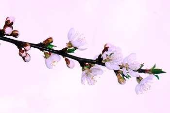 Zärtlichkeit der Natur / ***