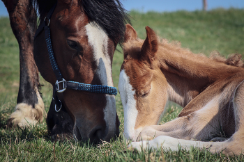 Mother's love / Horse