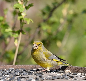 Yellow Wagtail / ***